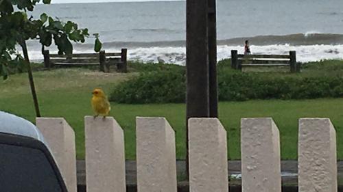 a yellow bird sitting on top of a white picket fence at Meu pequeno paraíso in Itapoa