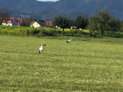 Billede fra billedgalleriet på Fewo Bella Margitta Baumann i Stegen