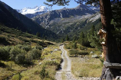 a dirt road in a valley with snow capped mountains at Apartment Hanna in Ramsau im Zillertal