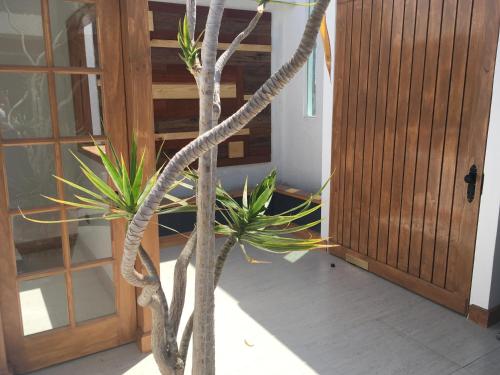 a tree with a rope around it in front of a door at Fragga Hospedaje Boutique in Antofagasta