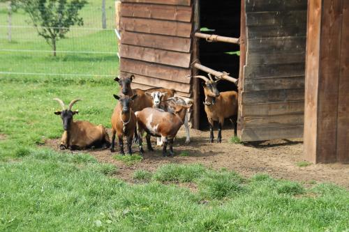 a group of goats standing outside of a building at B&B Au fil des saisons sur la Wiels in Fauvillers