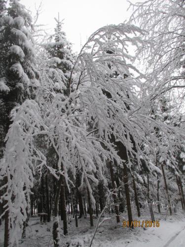 a tree covered in snow in a park at B&B Au fil des saisons sur la Wiels in Fauvillers