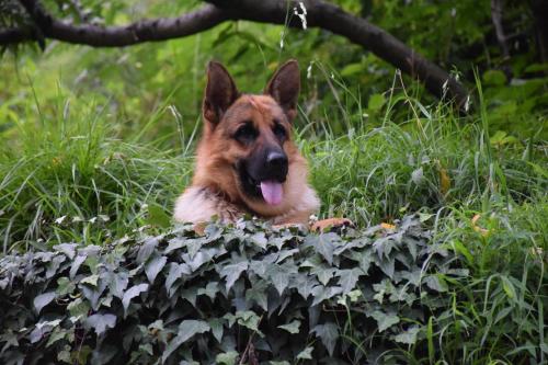 a dog laying in the grass next to a bush at Kudrat - A Boutique Homestay- Tirthan Valley in Banjār