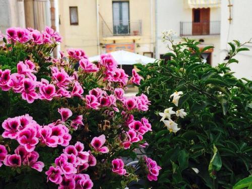 a bunch of pink flowers in front of a building at Ai Dammusi Rooms in San Vito lo Capo