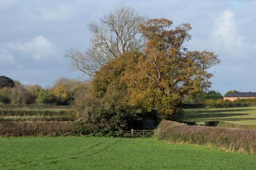 a tree in the middle of a field with a fence at The Moorhead Bed & Breakfast in Wem