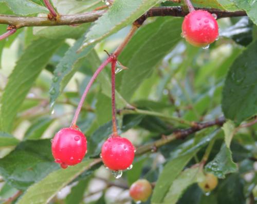 two red cherries hanging from a tree branch at Complejo "Nahuel Pan " in El Chalten