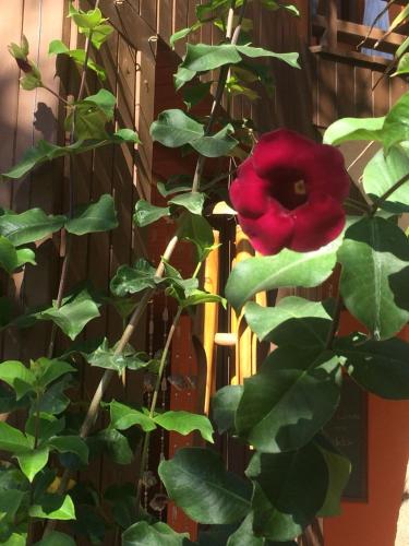 a red rose on a plant with green leaves at Pousada Vila Boa Vida in Bombinhas