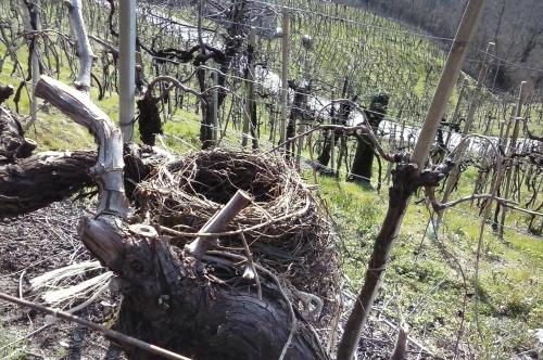 Foto dalla galleria di Azienda Agricola Campion a Valdobbiadene