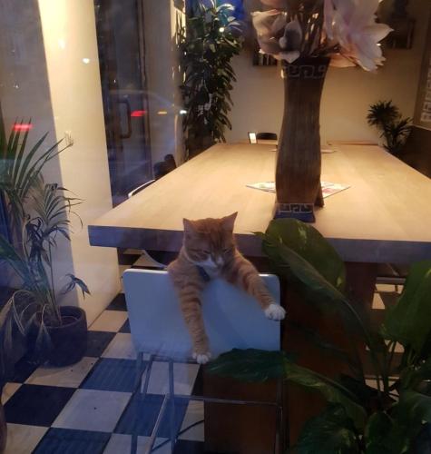 an orange and white cat sitting in a blue box on a table at Hotel Mosaic City Centre in Amsterdam
