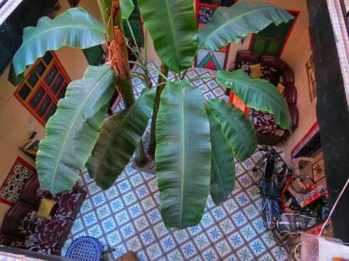 eine Pflanze mit großen grünen Blättern in einem Raum in der Unterkunft Riad Espagne in Marrakesch