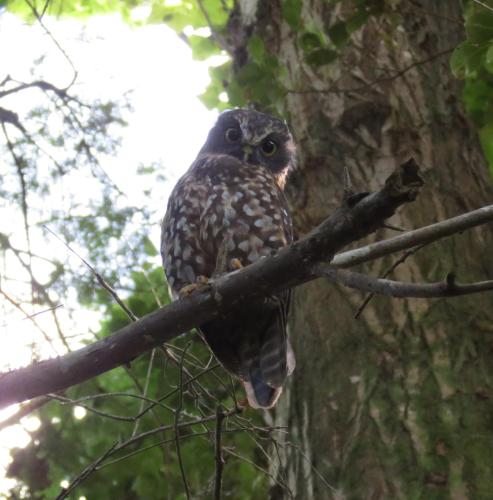 an owl is sitting on a tree branch at Kākā Ridge Retreat Luxury Cottage in Tawharanui