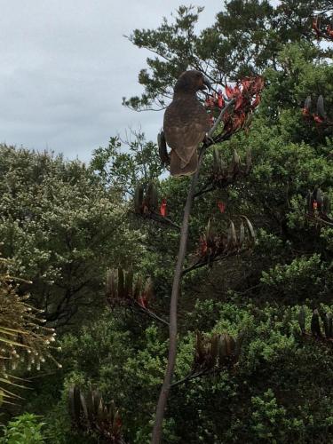 a bird perched on top of a tree branch at Kākā Ridge Retreat Luxury Cottage in Tawharanui