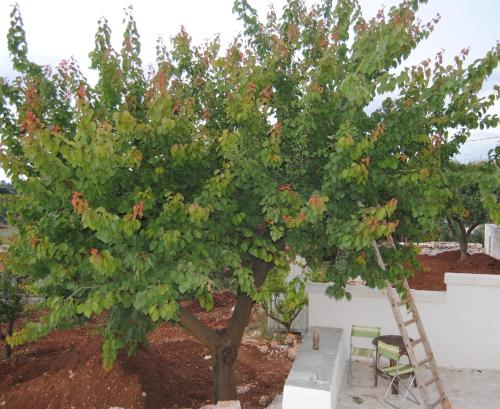 an apple tree with a ladder under it at Trullo Le Tre Sorelle in Cisternino