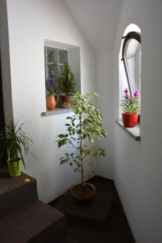 a potted plant sitting in a room with a window at Penzion na Zborově in Strakonice
