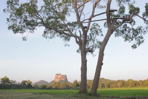 a tree in a field with ayers rock in the background at Sigiriya Water Guest & View Point Restaurant in Sigiriya