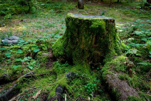 Un jardín fuera de Chateau Dio