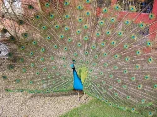 a peacock with its feathers on its back at Pendley Manor in Tring
