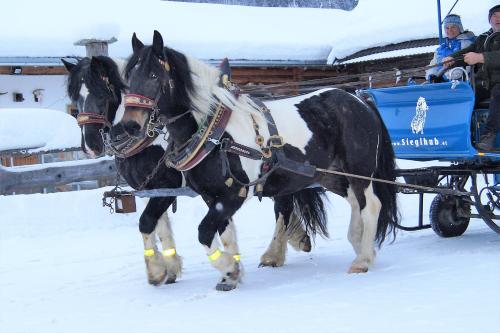 two horses pulling a carriage in the snow at Sieglhub Chalets - Appartements - Hotel in Flachau