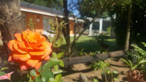 an orange flower in front of a house at Rose of Sharon in Amanzimtoti