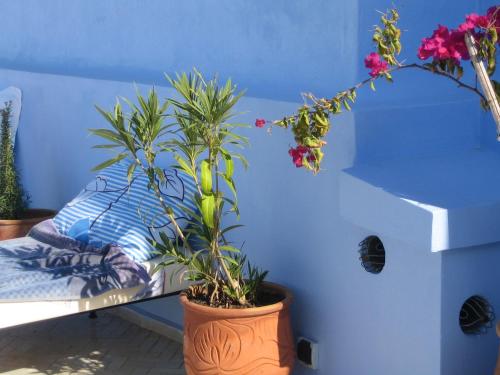 a blue room with two potted plants on a bench at Dar Candal in Asilah