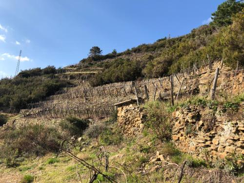 an old stone building on the side of a hill at Zia Letizia Bed And Wine in Monterosso al Mare