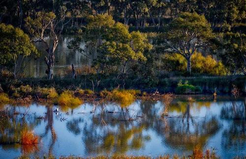 a large body of water with trees in the background at Riverview Rise Retreats in Mannum