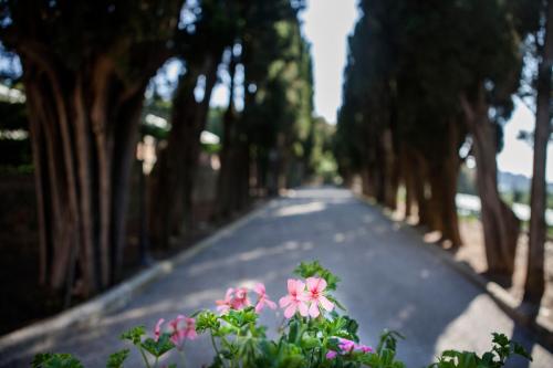 a tree lined road with pink flowers in the middle at Villa Poggiano in Montepulciano