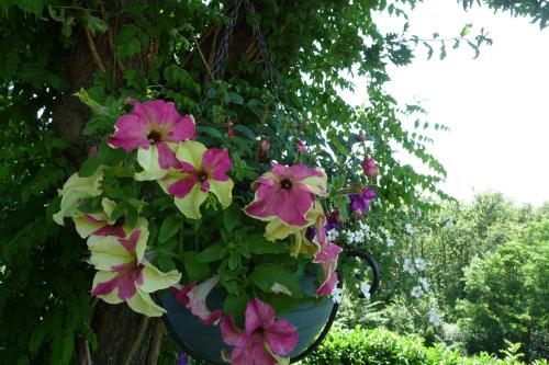 a pot of flowers hanging from a tree at Le Relais des Malettes Chambres d'hôtes B&B in Francheville