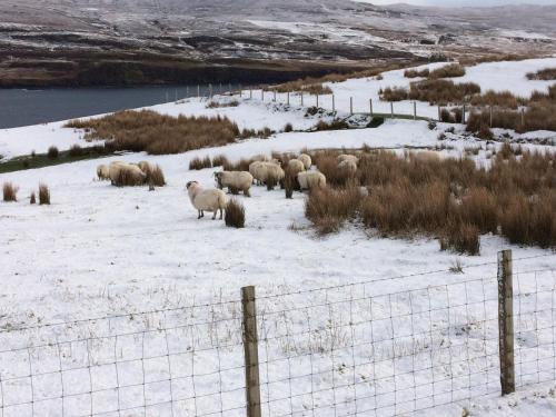 a herd of sheep standing on a snow covered field at Pooltiel View in Milovaig
