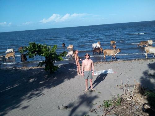 a man standing on the beach with a herd of animals at Beach cabin ometepe in Altagracia