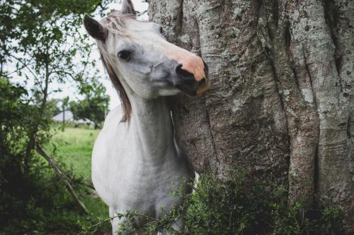 a white horse standing next to a tree at Oribi Gorge Guest Farm in Glendale