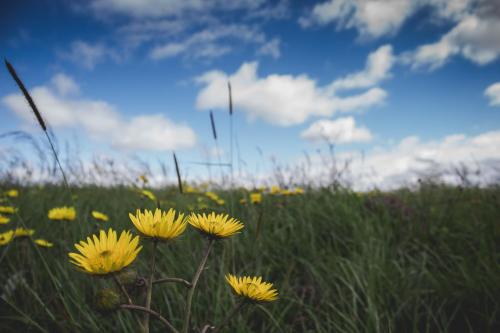 a field of yellow flowers in a field of grass at Oribi Gorge Guest Farm in Glendale