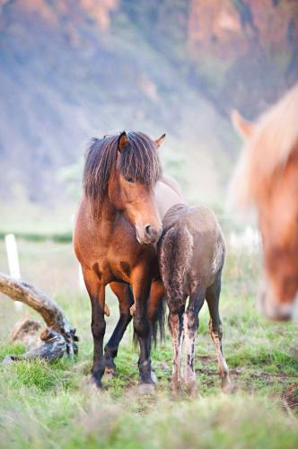 a brown horse and a baby horse standing in a field at Akurgerði Guesthouse 6 - Country Life Style in Ölfus