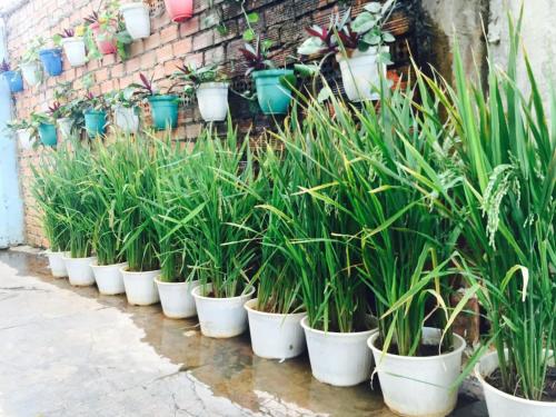 a row of potted plants are lined up against a brick wall at Hotel An Nhien in Buon Ma Thuot