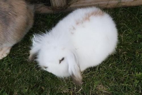 a white rabbit is laying on the grass at Sygard Storrvik in Storrvik