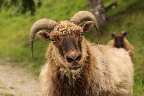 a ram with long horns standing on a dirt road at Sygard Storrvik in Storrvik