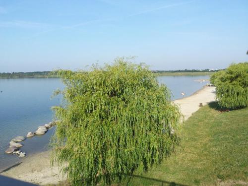a tree on the shore of a body of water at Ferienhaus Kaiserhof in Markkleeberg