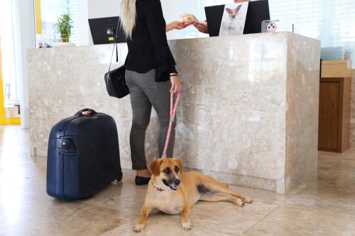 a woman with a dog on a leash next to a counter at Vitória Hotel Convention Paulínia in Paulínia