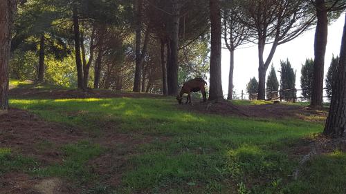 a horse eating grass in a field with trees at B&B Podere Montese in Villafranca in Lunigiana