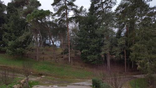 a forest of trees with a fence on a hill at B&B Podere Montese in Villafranca in Lunigiana