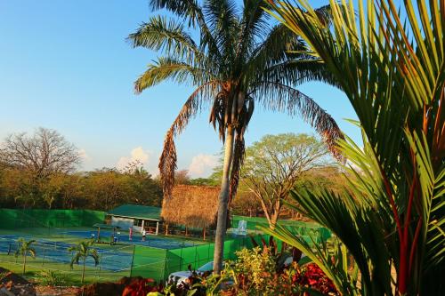 a palm tree next to a tennis court at Hidden Palms in Nosara