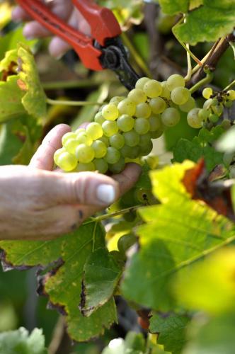 a person holding a bunch of grapes on a vine at Gästehaus Wein im Turm in Longuich