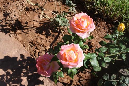 a group of pink and yellow roses on the ground at Terres d'Amanar in Tahannout