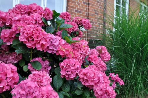 En have udenfor Lundsgaard Bed & Breakfast