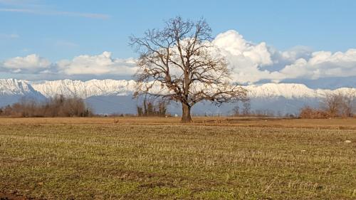 a tree in a field with snowy mountains in the background at Altebas in Nogaredo di Prato