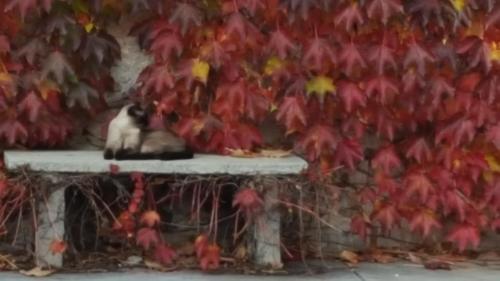 a black and white cat sitting on a stone bench at Altebas in Nogaredo di Prato