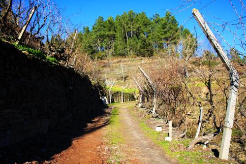 a dirt road with a fence and trees on a hill at Casa da Passagem in Vila Real