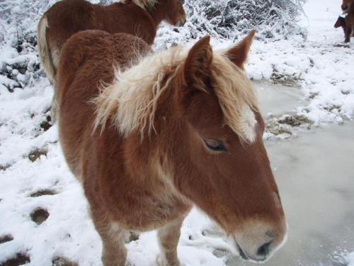 two brown horses standing in the snow at Albergue Irugoienea in Espinal-Auzperri