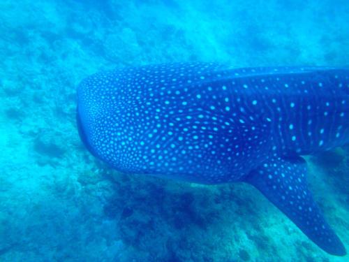 Animaux dans la maison d'hôtes ou à proximité