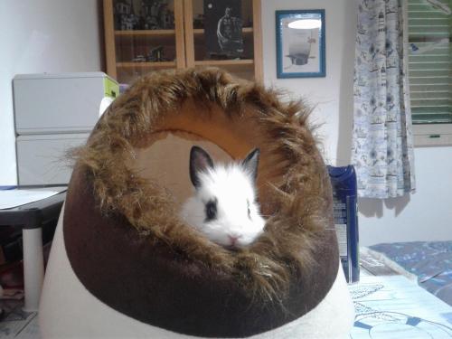 a small white rabbit laying in a furry bed at Agriturismo Bocci in Castiglione della Pescaia